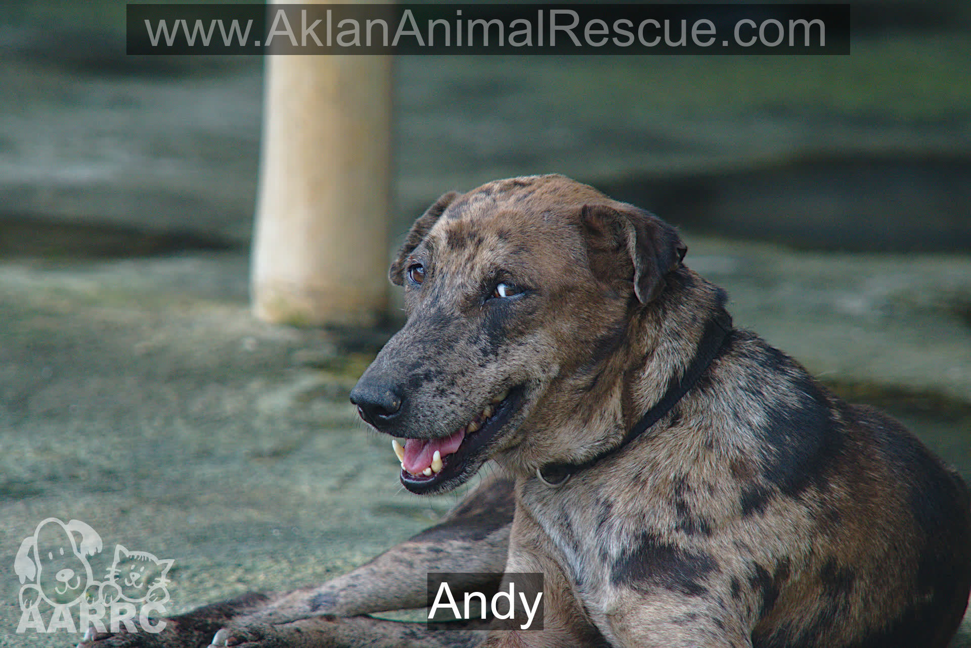 Andy- Dog Adoption or Sponsorship in Aklan | AARRC Philippines
